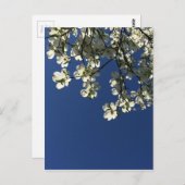 ドッグウッドの花のカード ポストカード (正面/裏面)