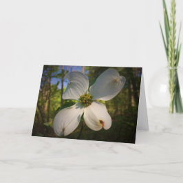 ドッグウッドの花、カード カード