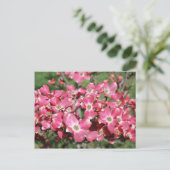 ドッグウッドツリー開花 ポストカード (スタンド正面)