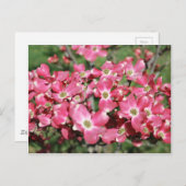 ドッグウッドツリー開花 ポストカード (正面/裏面)