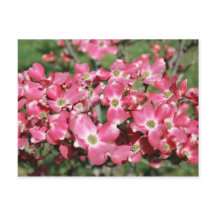 ドッグウッドツリー開花