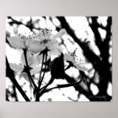 ドッグウッド日 ポスター (正面)