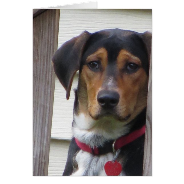 ドッグカード (正面)