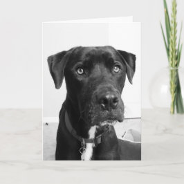 ドッグシリーズ カード