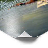 ドッグスイミングレディバードレイク – ダウンタウンオースティンテキサス州 フォトプリント            (角)