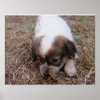 ドッグスナップ ポスター