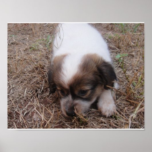 ドッグスナップ ポスター (正面)