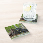 ドッグズパピズブラックラボチョコレートラブラドール取得 ガラスコースター (アングル)