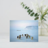 ドッグチーム、デボン島、ノースウェスト準州 ポストカード (スタンド正面)