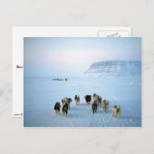 ドッグチーム、デボン島、ノースウェスト準州 ポストカード (正面/裏面)