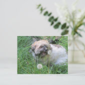 「ドッグデイ・ドリームス」はがきき ポストカード (スタンド正面)