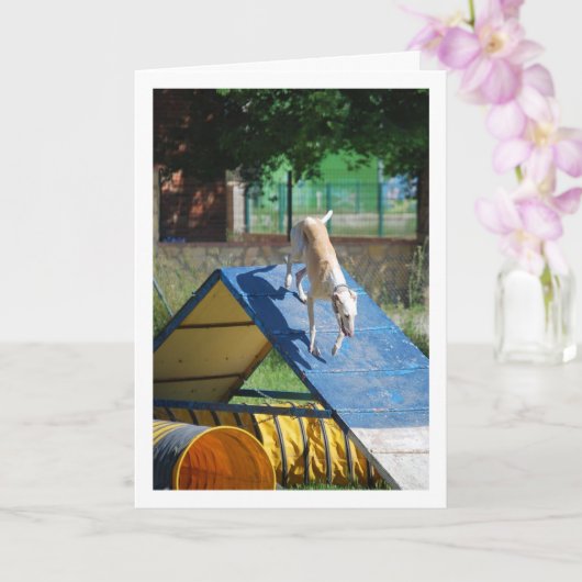 ドッグトレーニングスクール カード (蘭)