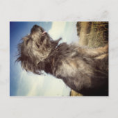ドッグフォトポストカード ポストカード (正面)