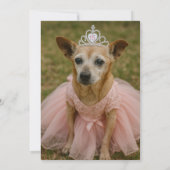 ドッグラバーズビューティフルキンセアニラ誕生日フィエスタ 招待状 (裏面)