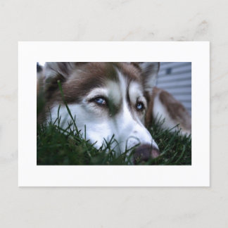ドッグ ポストカード