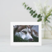 ドッグ ポストカード (スタンド正面)