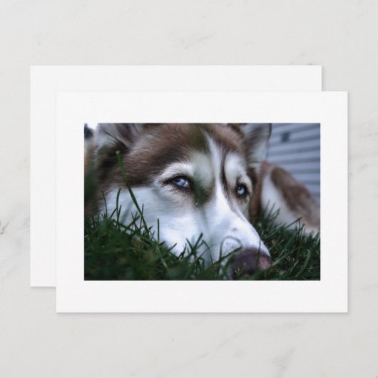 ドッグ ポストカード (正面/裏面)
