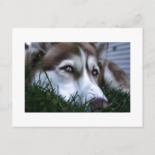 ドッグ ポストカード (正面)