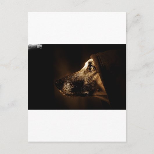 ドッグ ポストカード (正面)
