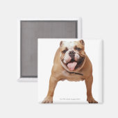 ,ドッグ マグネット (正面/裏面)