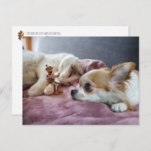 ドッ読グと猫のどんぐり小妖精や小人のおとぎ話 ポストカード (正面/裏面)