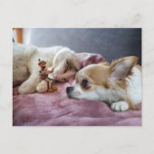 ドッ読グと猫のどんぐり小妖精や小人のおとぎ話 ポストカード (正面)