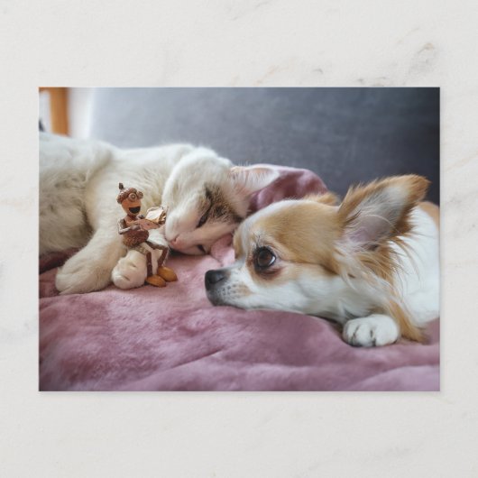 ドッ読グと猫のどんぐり小妖精や小人のおとぎ話 ポストカード (正面)