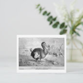 ドドー絵葉書 ポストカード (スタンド正面)