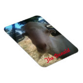 ドナルド マグネット (右側)