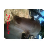 ドナルド マグネット (横)