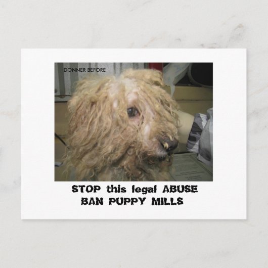 ドナービチョン12-10-08 (42)、この法ストップ的な… ポストカード (正面)