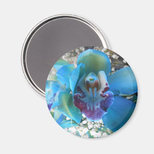 ドネラ マグネット (正面/裏面)