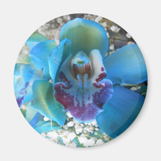 ドネラ マグネット (正面)