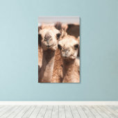 ドバイ近くのアル・アインのラクダ市場でのラクダ キャンバスプリント (インサイチュ (ウッドフロア))