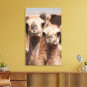 ドバイ近くのアル・アインのラクダ市場でのラクダ キャンバスプリント (インサイチュ (リビング))