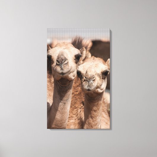 ドバイ近くのアル・アインのラクダ市場でのラクダ キャンバスプリント (正面)
