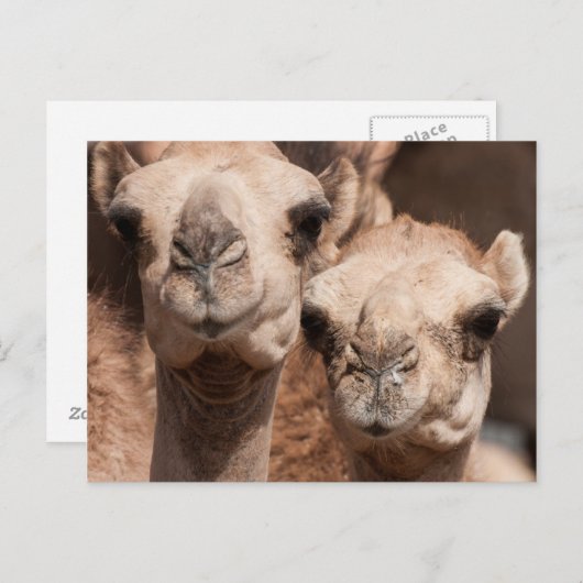 ドバイ近くのアル・アインのラクダ市場でのラクダ ポストカード (正面/裏面)