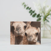 ドバイ近くのアル・アインのラクダ市場でのラクダ ポストカード (スタンド正面)