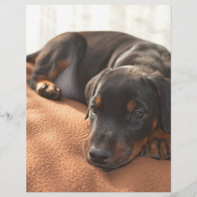 ドバーマンピンシャーの子犬 (正面)