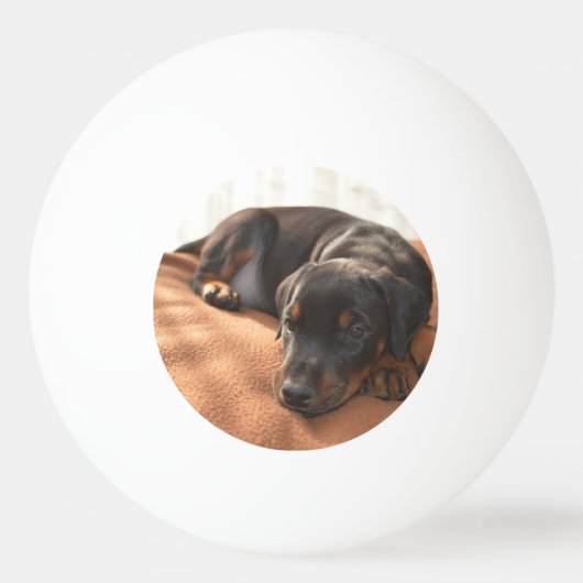 ドバーマンピンシャーの子犬 卓球ボール (正面)