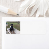 ドバーマンピンチャー座 ラベル (インサイチュ)