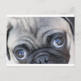 ドビエの目 ポストカード