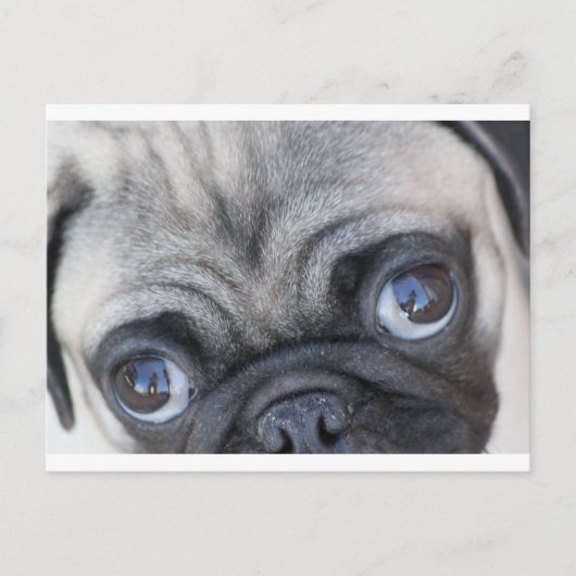 ドビエの目 ポストカード (正面)