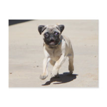 ドビー・ルンニン