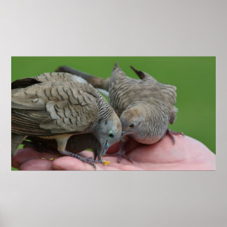 ドブバーズカウアイハワイ ポスター