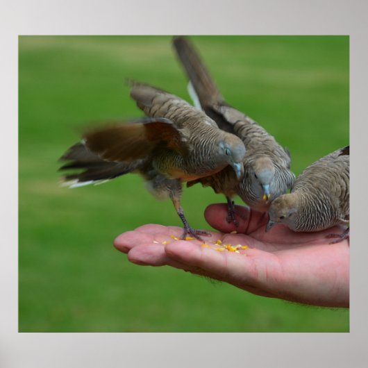 ドブバーズカウアイハワイ ポスター (正面)