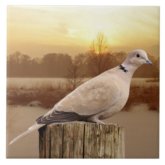 ドブ タイル (正面)