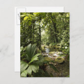 ドミニカの熱帯雨林の流れ ポストカード (正面/裏面)