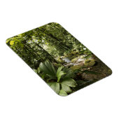 ドミニカの熱帯雨林の流れ マグネット (右側)