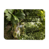 ドミニカの熱帯雨林の流れ マグネット (横)